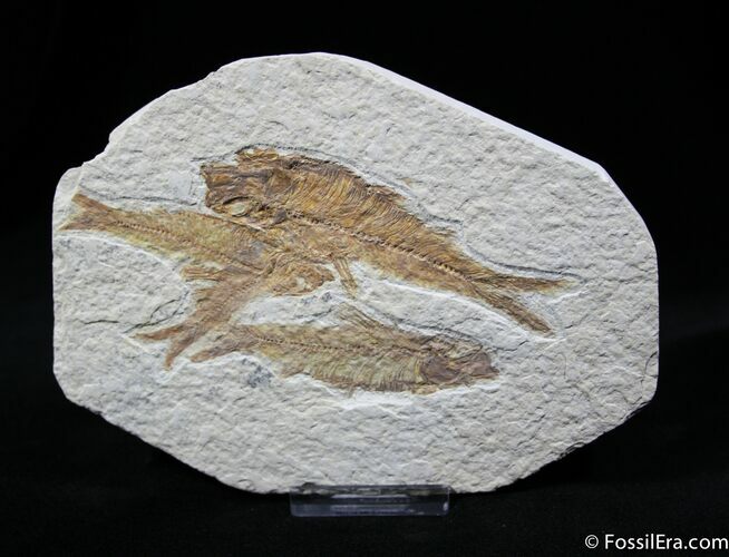 Knightia Fossil Fish Multiple #786